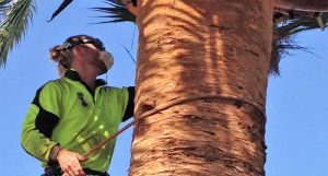palm-tree-removal